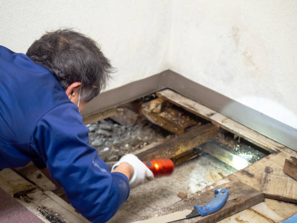 Best Attic Mold Removal  in Corpus Christi, TX